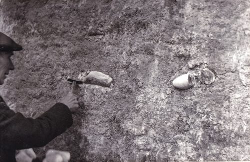 Śródborze (kopalnia wapienia jurajskiego), krzemienie pasiaste, 1982 r.