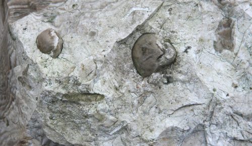Ramienionogi